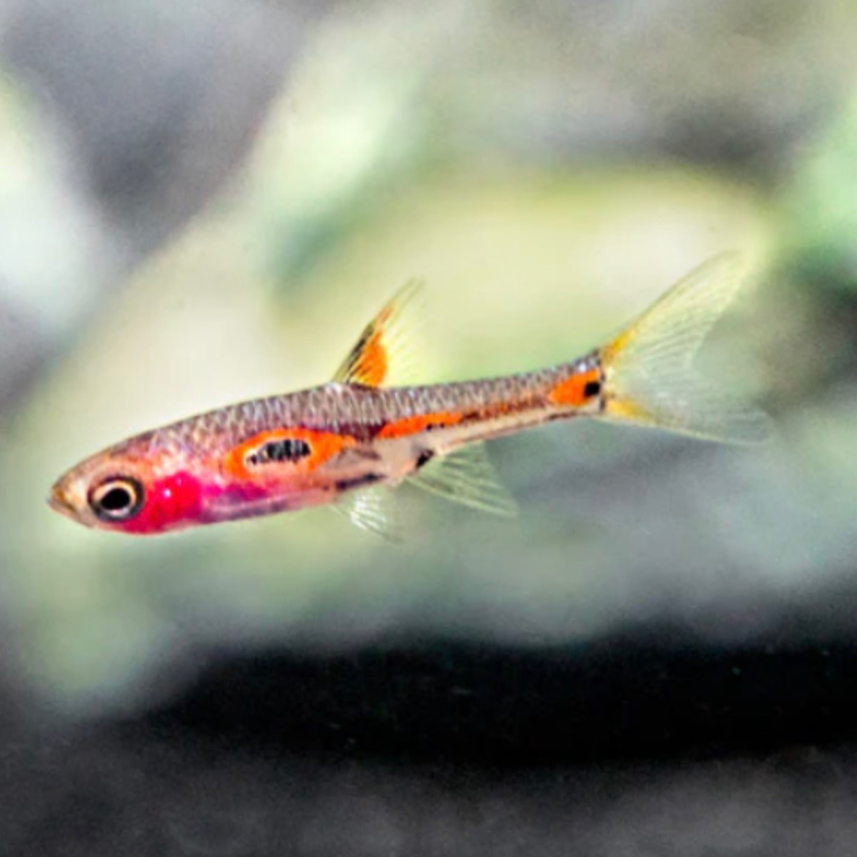 Merah Rasbora Dwarf Phoenix Rasbora (Boraras Merah) | Amazonia Aquatics Canada