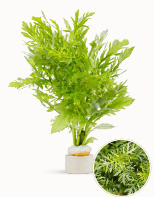 Aquaflora Plants | Amazonia Aquatics Canada