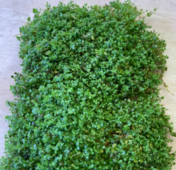 Aquaflora Plants | Amazonia Aquatics Canada